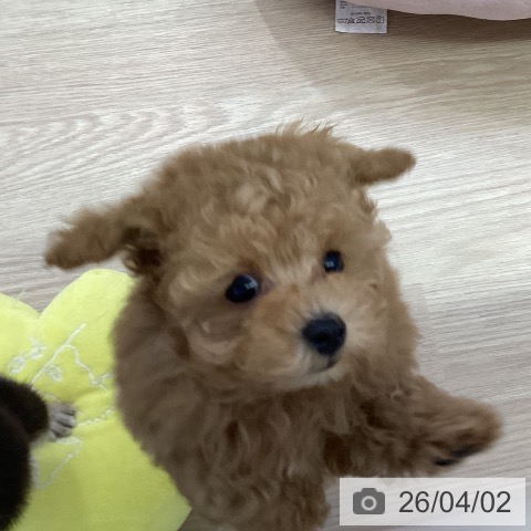 トイ・プードルの写真