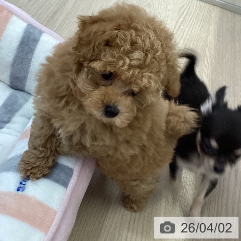 トイ・プードルの写真