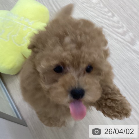 トイ・プードルの写真