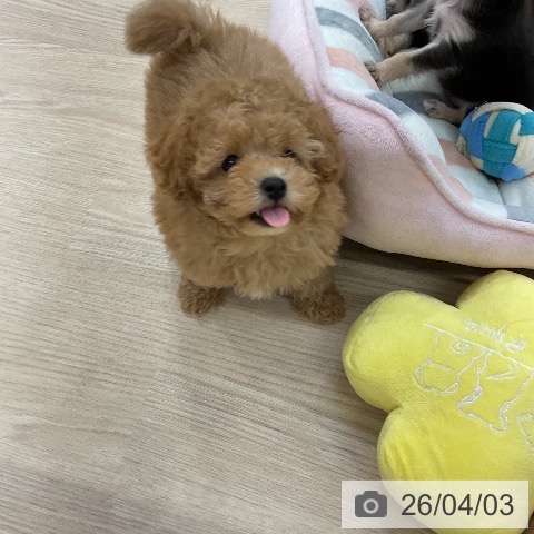 愛知県のトイプードル(トイ) (ペットプラス ナゴヤドーム前店/2026年1月25日生まれ/男の子/アプリコット)の子犬の3枚目の画像