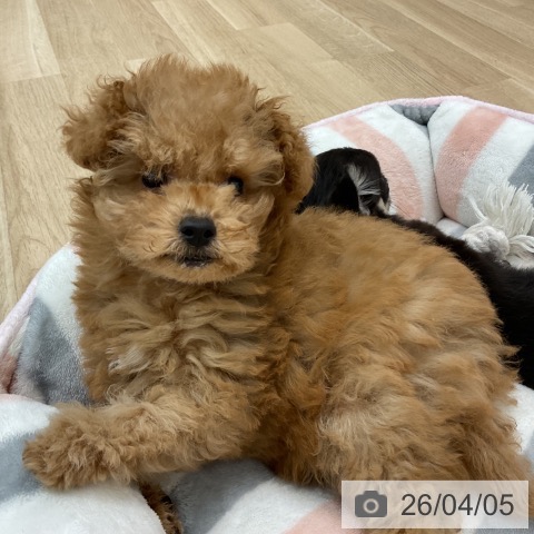 愛知県のトイプードル(トイ) (ペットプラス みなと店/2026年1月25日生まれ/女の子/アプリコット)の子犬の4枚目の画像