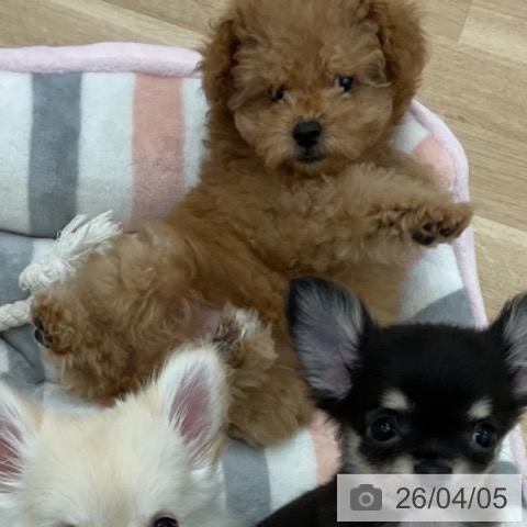 愛知県のトイプードル(トイ) (ペットプラス みなと店/2026年1月25日生まれ/女の子/アプリコット)の子犬の3枚目の画像