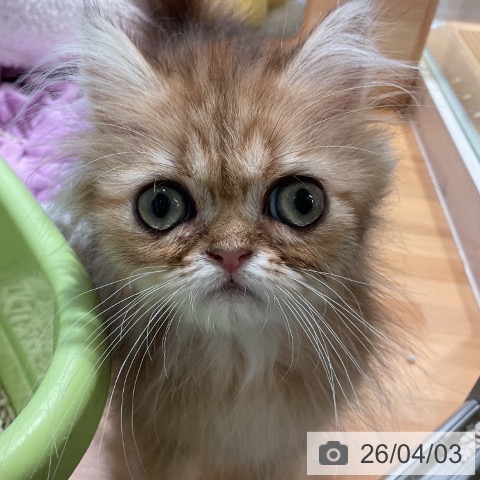 三重県のペルシャ (ペットプラス 東員店/2026年1月2日生まれ/男の子/チンチラゴールデン)の子猫の4枚目の画像