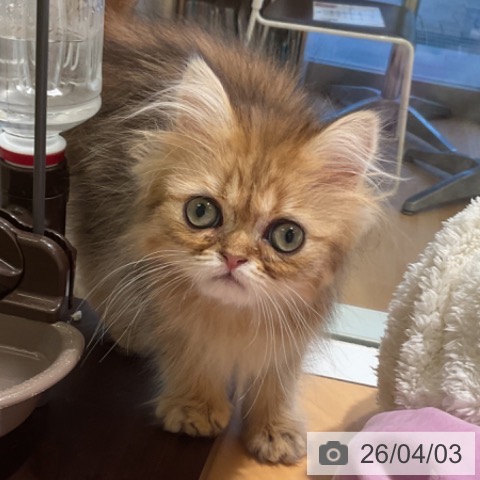 三重県のペルシャ (ペットプラス 東員店/2026年1月2日生まれ/男の子/チンチラゴールデン)の子猫の3枚目の画像