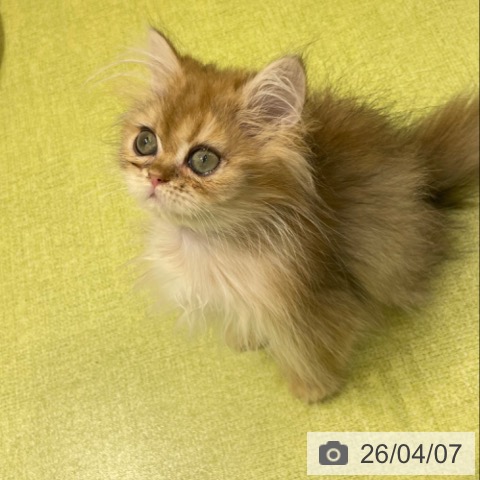 富山県のペルシャ (ペットプラス 高岡店/2026年1月2日生まれ/女の子/チンチラゴールデン)の子猫の4枚目の画像