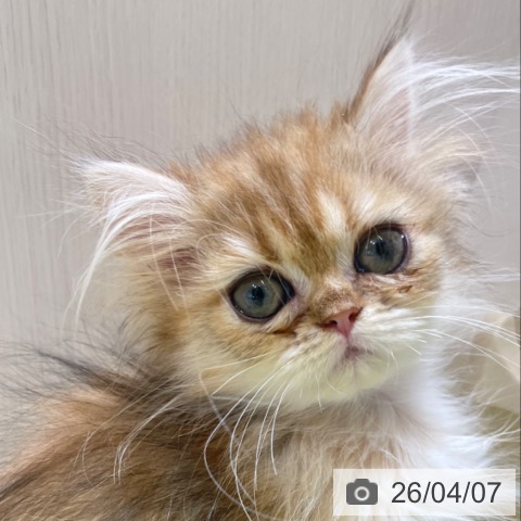 富山県のペルシャ (ペットプラス 高岡店/2026年1月2日生まれ/女の子/チンチラゴールデン)の子猫の3枚目の画像