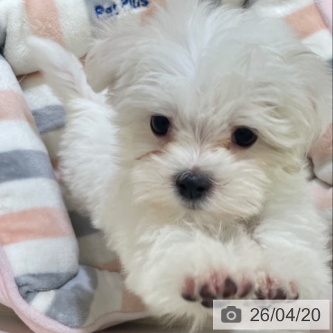 富山県のマルチーズ (ペットプラス 高岡店/2026年2月1日生まれ/女の子/ホワイト)の子犬の4枚目の画像