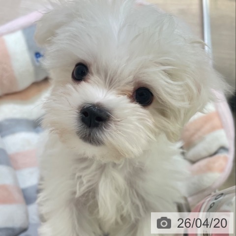 富山県のマルチーズ (ペットプラス 高岡店/2026年2月1日生まれ/女の子/ホワイト)の子犬の3枚目の画像