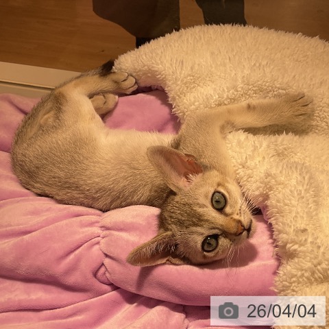 シンガプーラの写真