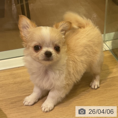 愛知県のチワワ(ロング) (ペットプラス 岡崎店/2026年1月29日生まれ/男の子/クリームホワイト)の子犬の3枚目の画像