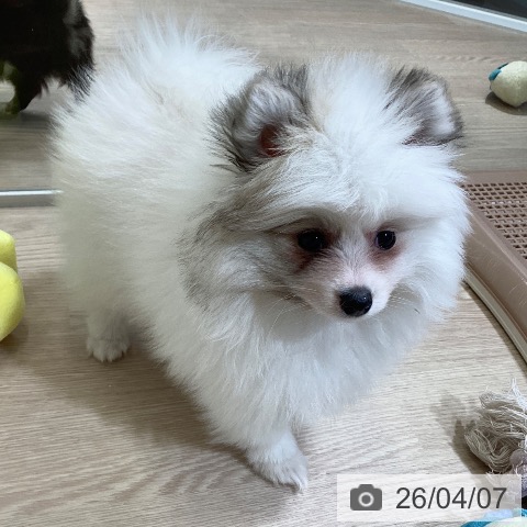 富山県のポメラニアン (ペットプラス 高岡店/2026年2月1日生まれ/女の子/パーティーカラー)の子犬の4枚目の画像