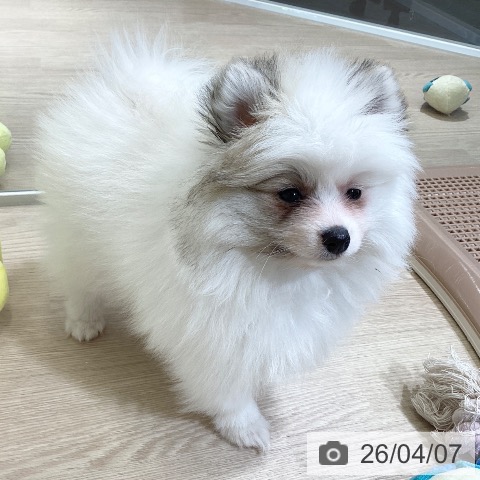 富山県のポメラニアン (ペットプラス 高岡店/2026年2月1日生まれ/女の子/パーティーカラー)の子犬の3枚目の画像