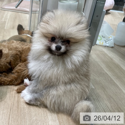 愛知県のポメラニアン (ペットプラス 則武新町店/2026年2月1日生まれ/女の子/クリームセーブル)の子犬の4枚目の画像