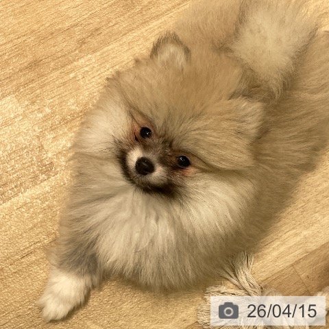 愛知県のポメラニアン (ペットプラス 則武新町店/2026年2月1日生まれ/女の子/クリームセーブル)の子犬の3枚目の画像