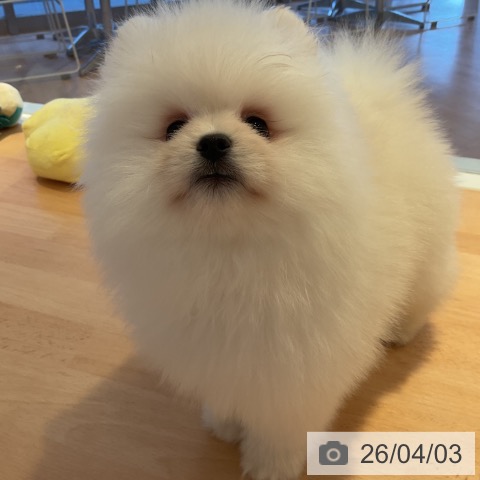 三重県のポメラニアン (ペットプラス 東員店/2026年2月1日生まれ/女の子/クリーム)の子犬の4枚目の画像