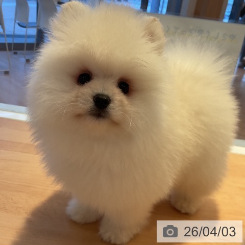 三重県のポメラニアン (ペットプラス 東員店/2026年2月1日生まれ/女の子/クリーム)の子犬の3枚目の画像