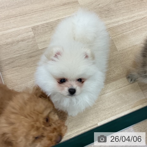 愛知県のポメラニアン (ペットプラス mozoワンダーシティ店/2026年2月1日生まれ/女の子/クリーム)の子犬の4枚目の画像