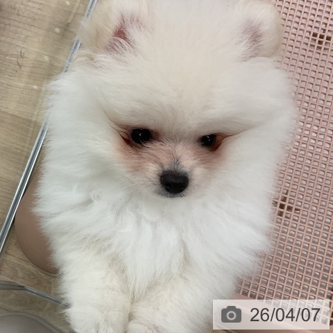 愛知県のポメラニアン (ペットプラス mozoワンダーシティ店/2026年2月1日生まれ/女の子/クリーム)の子犬の3枚目の画像