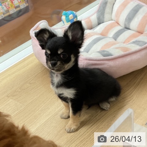 神奈川県のチワワ(ロング) (ペットプラス 湘南平塚店/2026年2月1日生まれ/男の子/ブラックタン)の子犬の4枚目の画像