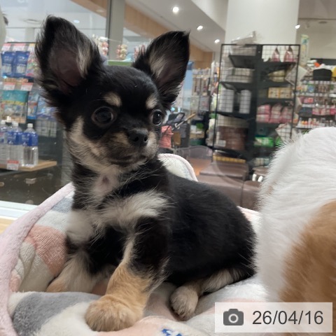 神奈川県のチワワ(ロング) (ペットプラス 湘南平塚店/2026年2月1日生まれ/男の子/ブラックタン)の子犬の3枚目の画像