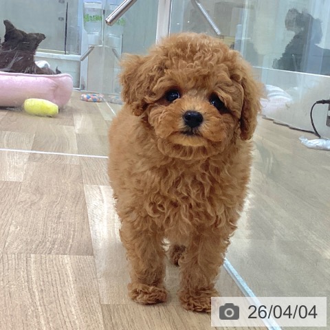 トイ・プードルの写真