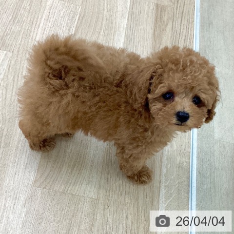 トイ・プードルの写真