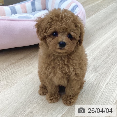 トイ・プードルの写真