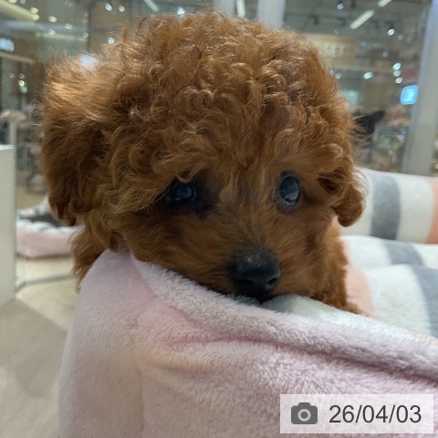 トイ・プードルの写真