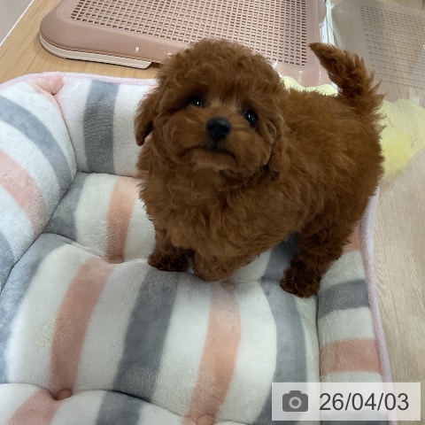 トイ・プードルの写真