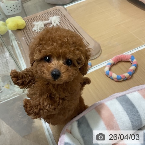 トイ・プードルの写真