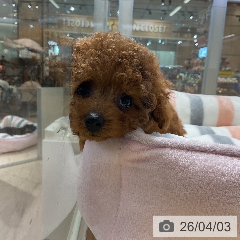 トイ・プードルの写真