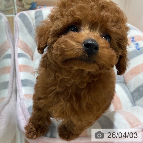 トイ・プードルの写真