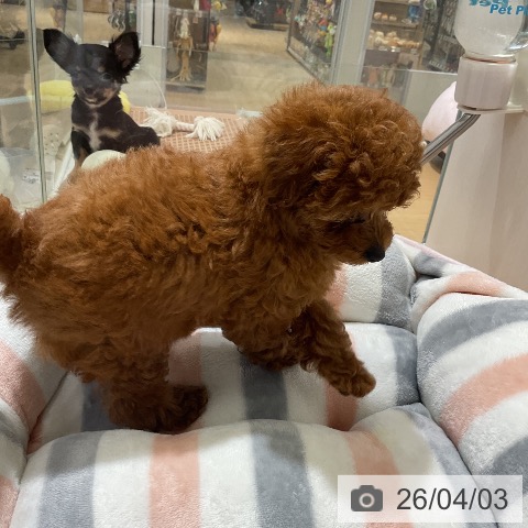 トイ・プードルの写真