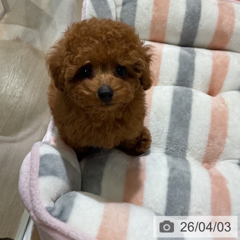 愛知県のトイプードル(トイ) (ペットプラス ナゴヤドーム前店/2026年2月1日生まれ/女の子/レッド)の子犬の4枚目の画像