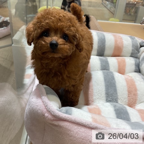 愛知県のトイプードル(トイ) (ペットプラス ナゴヤドーム前店/2026年2月1日生まれ/女の子/レッド)の子犬の3枚目の画像