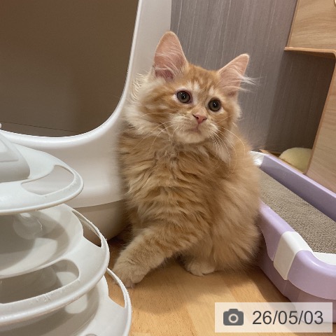 石川県のラガマフィン (ペットプラス かほく店/2026年2月1日生まれ/男の子/レッドタビー)の子猫の4枚目の画像