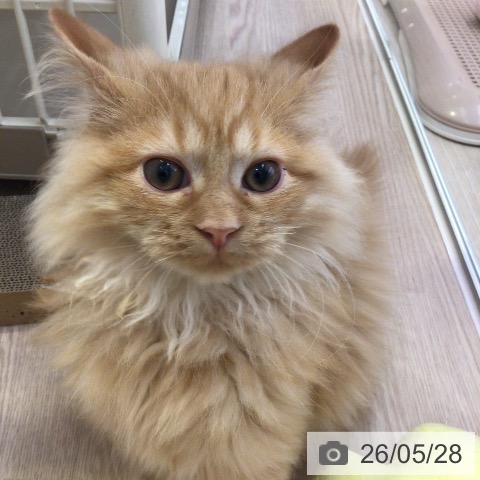 ラガマフィンの写真