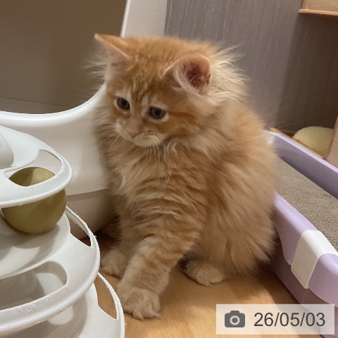 石川県のラガマフィン (ペットプラス かほく店/2026年2月1日生まれ/男の子/レッドタビー)の子猫の3枚目の画像
