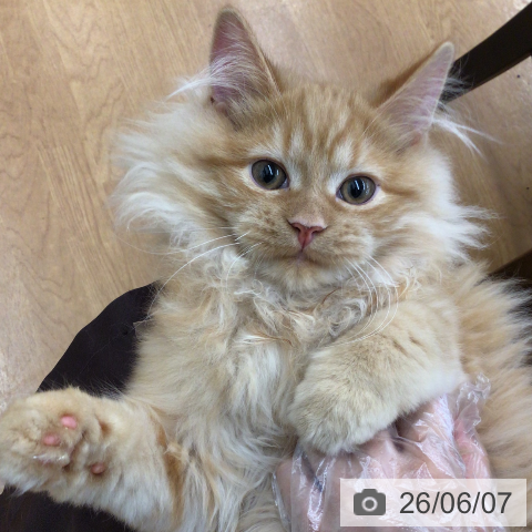 ラガマフィンの写真