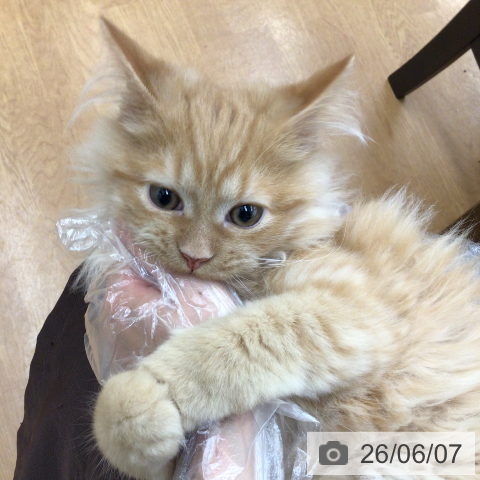 ラガマフィンの写真