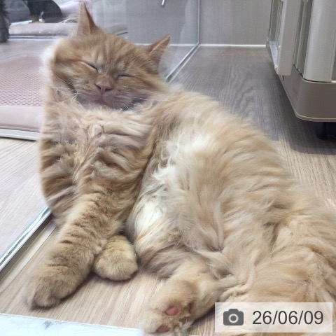 ラガマフィンの写真