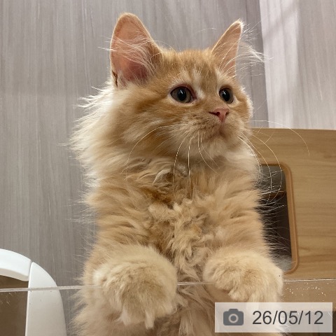 石川県のラガマフィン (ペットプラス かほく店/2026年2月1日生まれ/男の子/レッドタビー)の子猫の4枚目の画像
