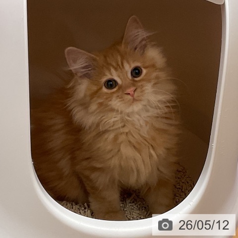 石川県のラガマフィン (ペットプラス かほく店/2026年2月1日生まれ/男の子/レッドタビー)の子猫の3枚目の画像