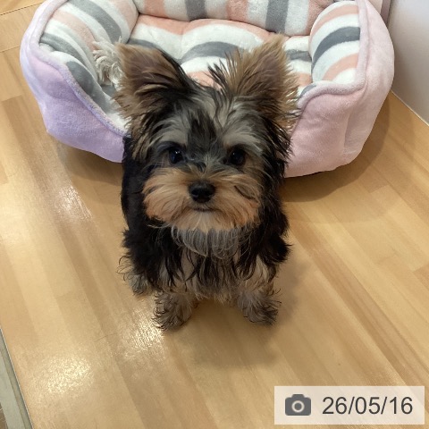 三重県のヨークシャーテリア (ペットプラス 東員店/2026年1月24日生まれ/女の子/スチールブルータン)の子犬の3枚目の画像