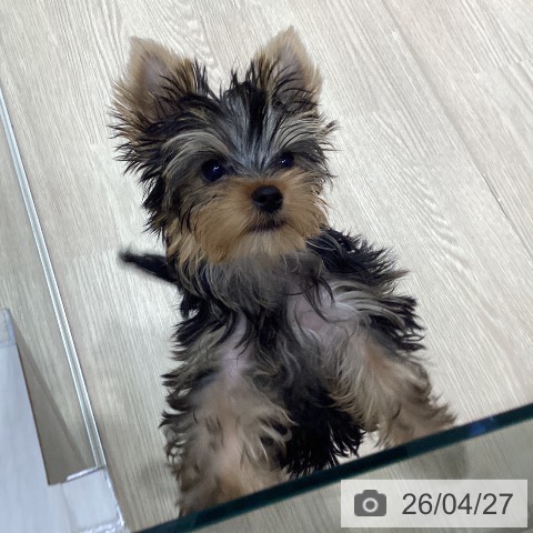 愛知県のヨークシャーテリア (ペットプラス イオンモール長久手店/2026年1月24日生まれ/女の子/スチールブルータン)の子犬の4枚目の画像