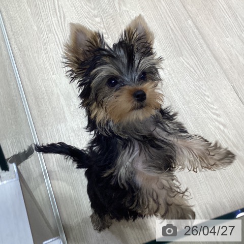 愛知県のヨークシャーテリア (ペットプラス イオンモール長久手店/2026年1月24日生まれ/女の子/スチールブルータン)の子犬の3枚目の画像