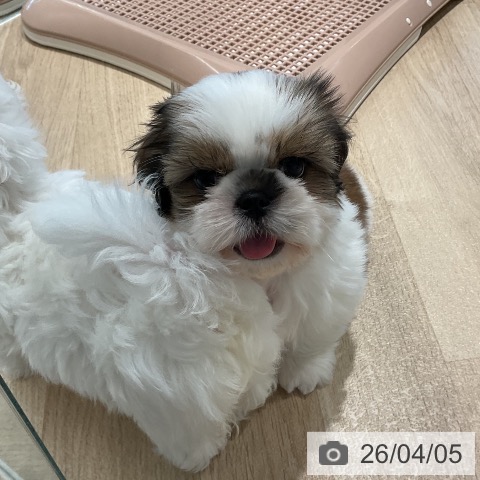 シー・ズーの写真