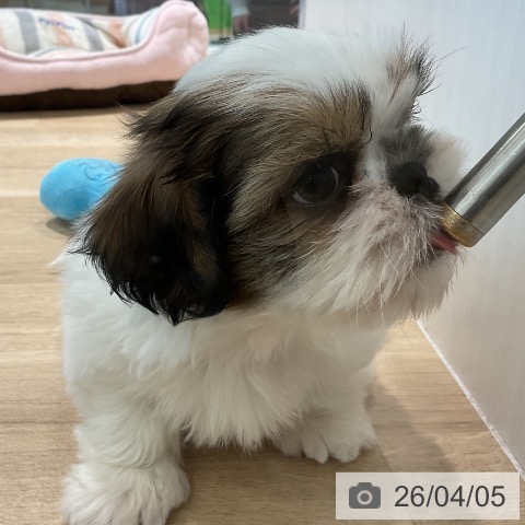 シー・ズーの写真