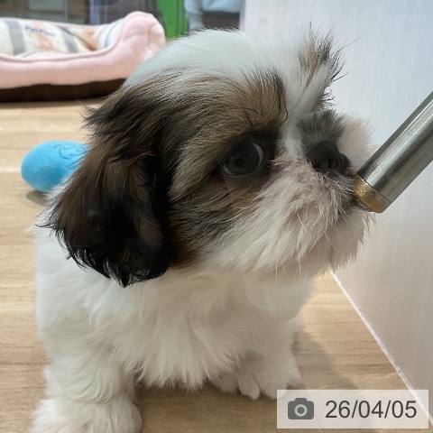 シー・ズーの写真