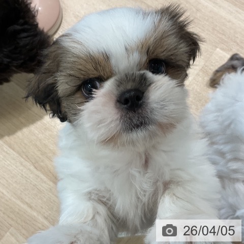 シー・ズーの写真